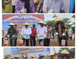Sinergi Dukung Ketahanan Pangan, DPRD Lampung Ikuti Tanam Raya Jagung Serentak