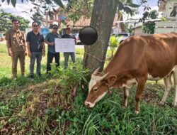 PWSI Terima Bantuan Sapi Kurban Pemkab Lamtim dan Siap Bagikan ke Awak Media